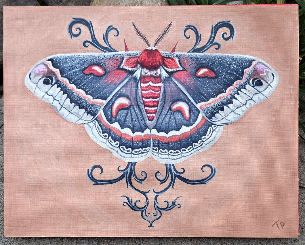 Crecropia Moth original in oils