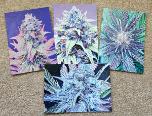 Cannabis Postcard 4 pack