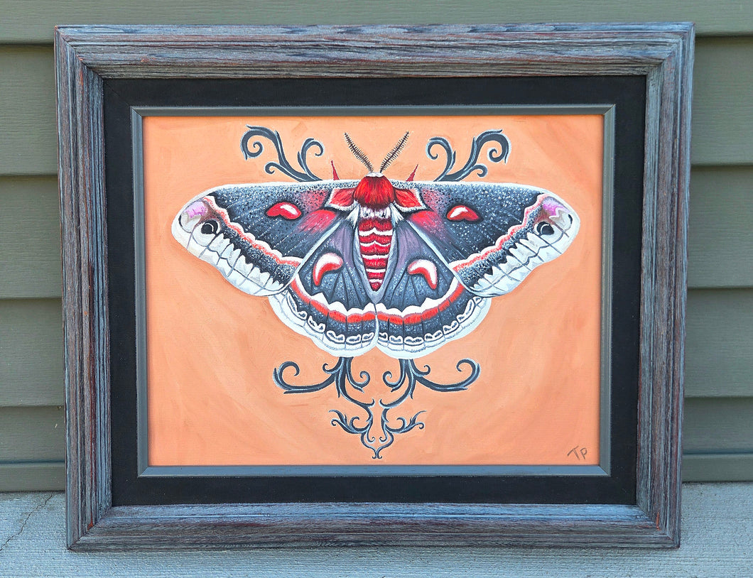 Cecropia Moth original in oils