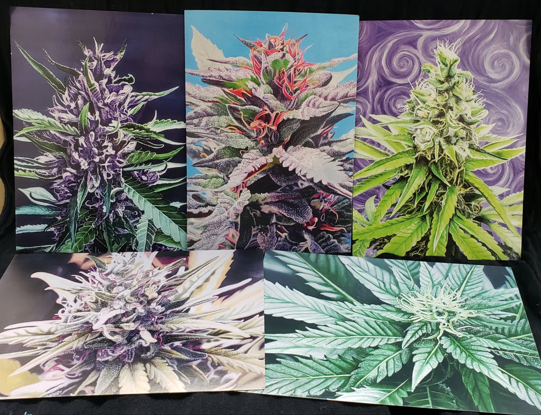 Cannabis Postcard 5 pack